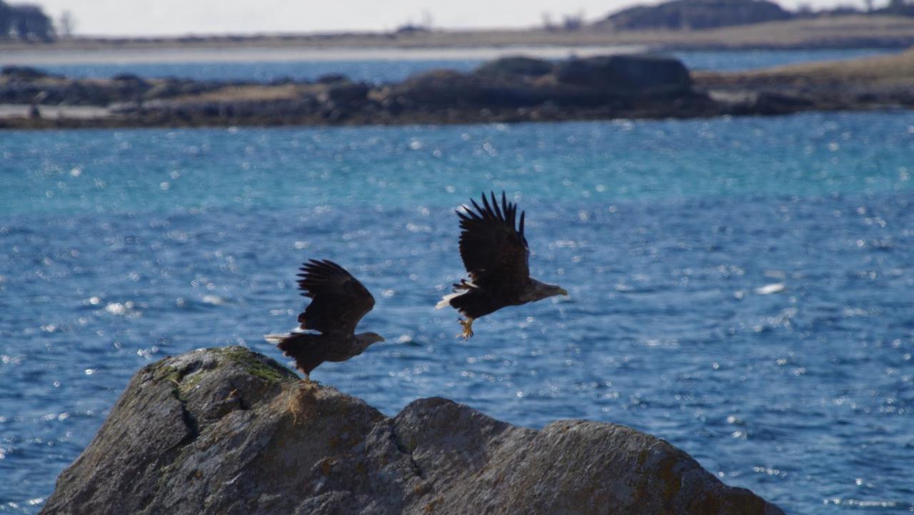Prima Lofoten Myrland Εξωτερικό φωτογραφία